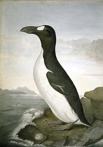 Pretty Great auk