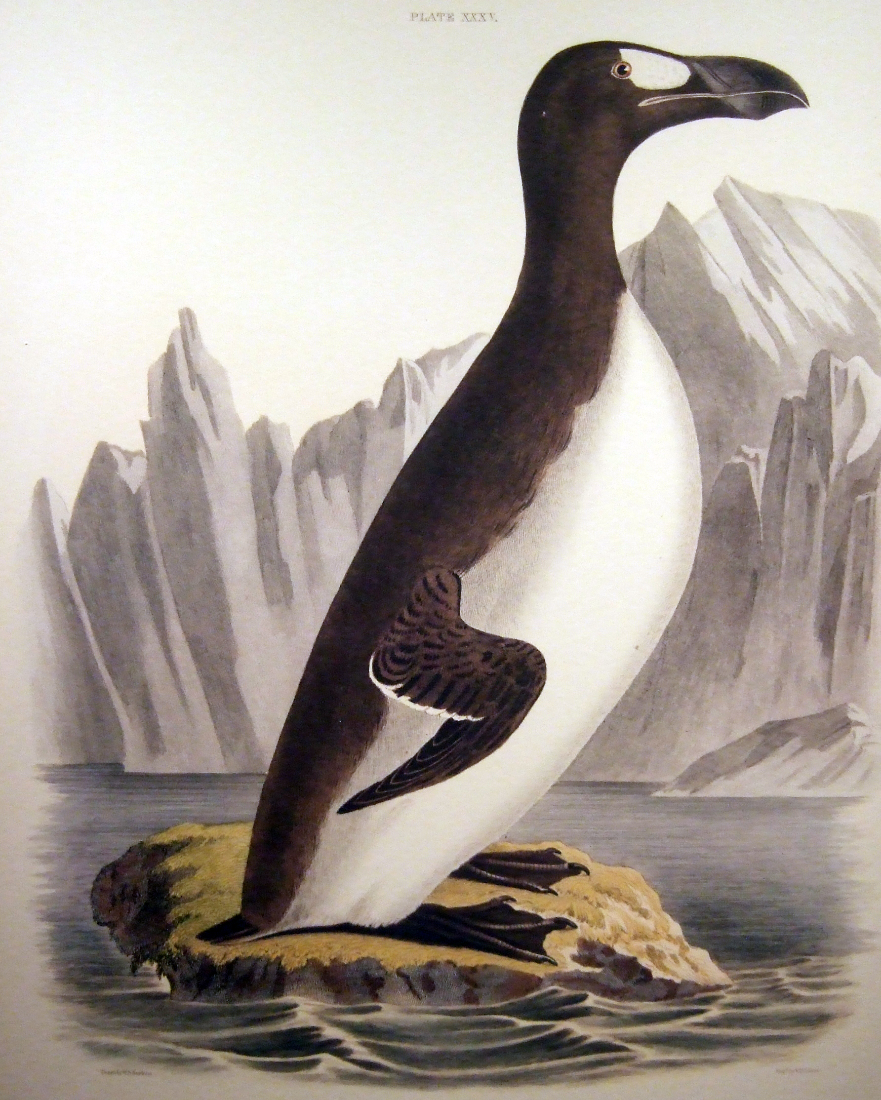 Pretty Great auk