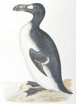 Pretty Great auk
