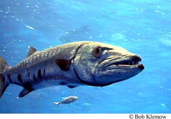 Great barracuda