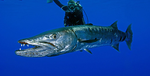 Pretty Great barracuda