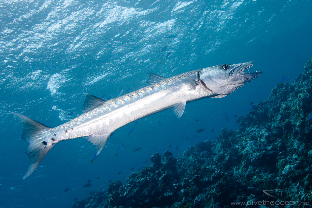 Pretty Great barracuda