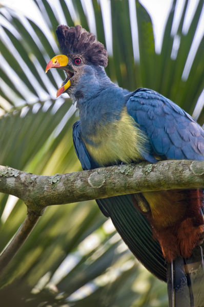 Great blue turaco