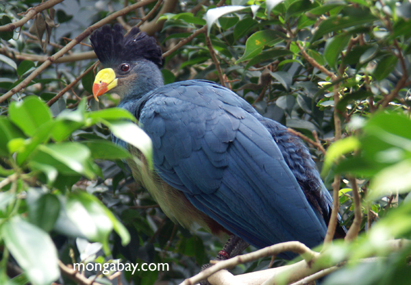 Pretty Great blue turaco