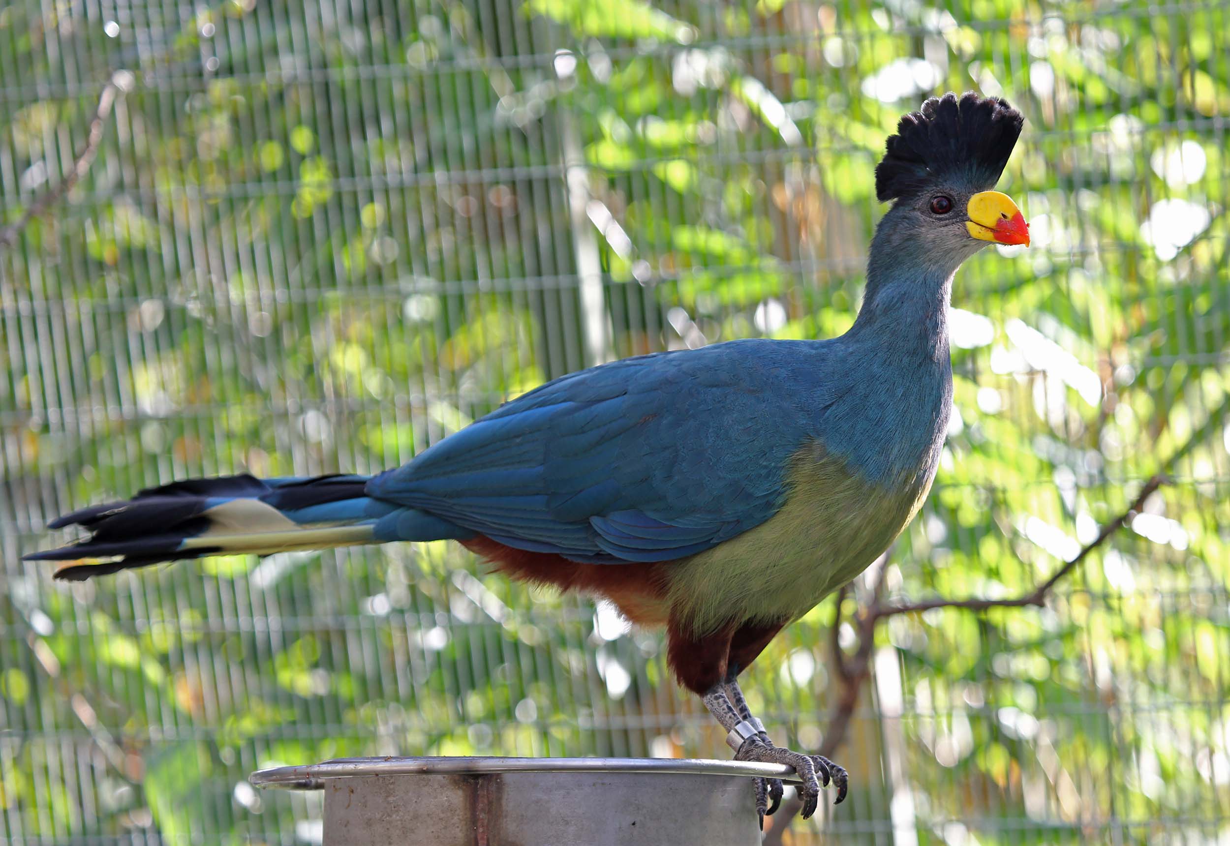 Pretty Great blue turaco
