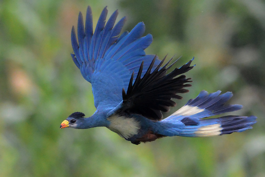Pretty Great blue turaco