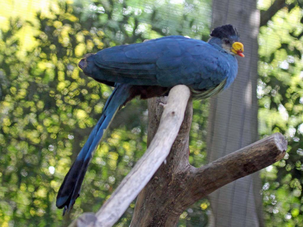 Pretty Great blue turaco
