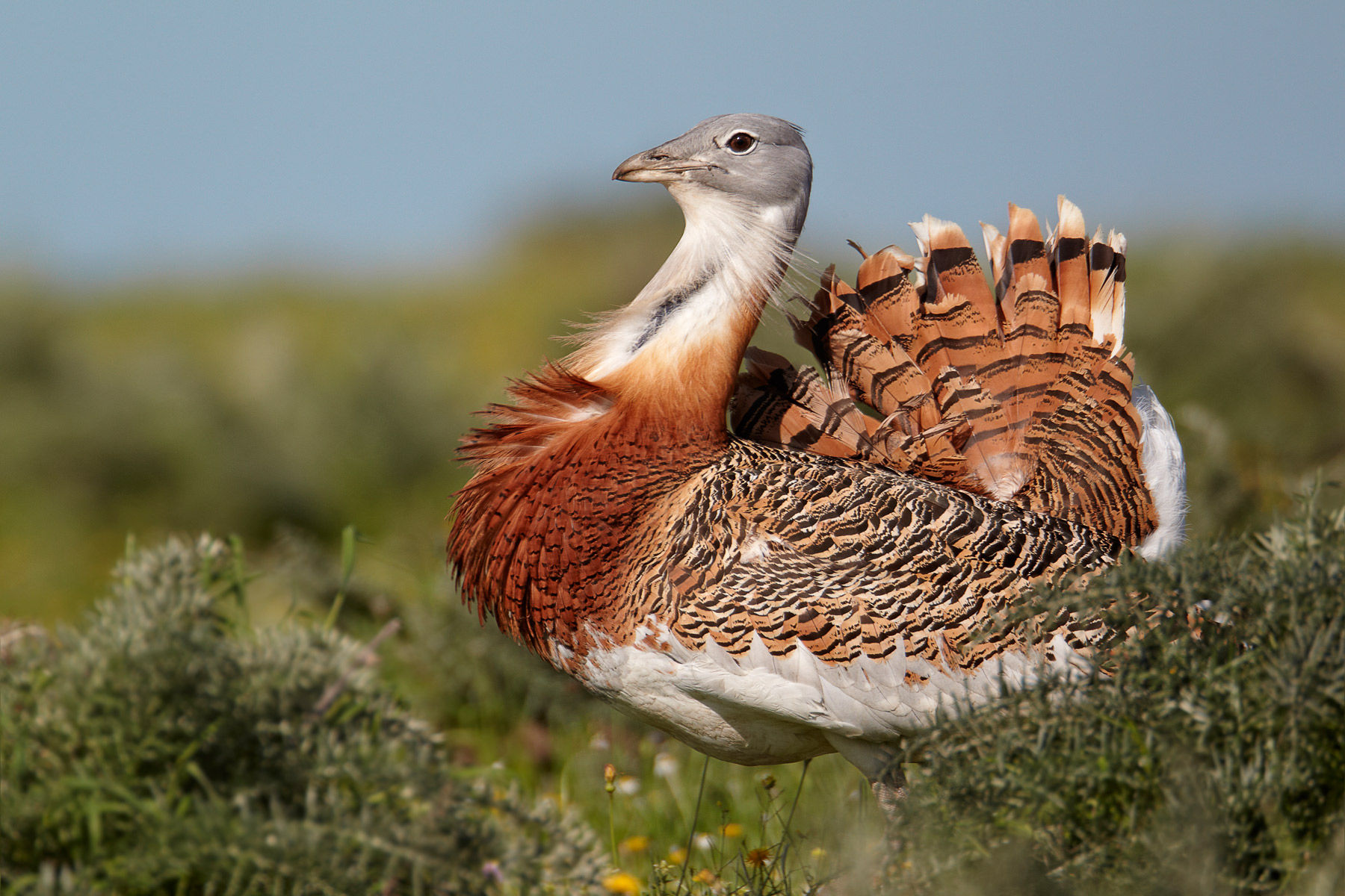 Great bustard