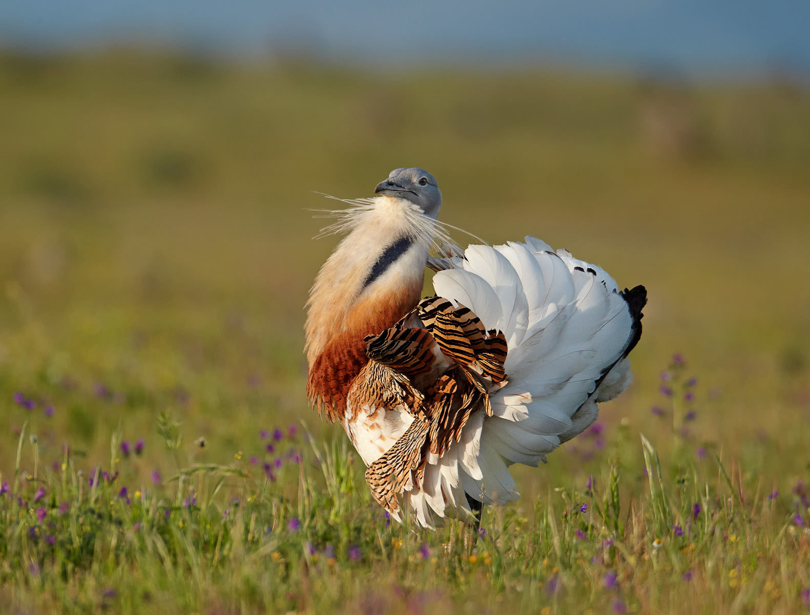 Pretty Great bustard