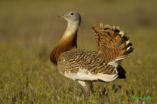 Pretty Great bustard