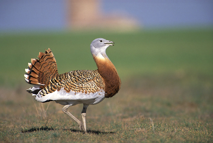 Pretty Great bustard
