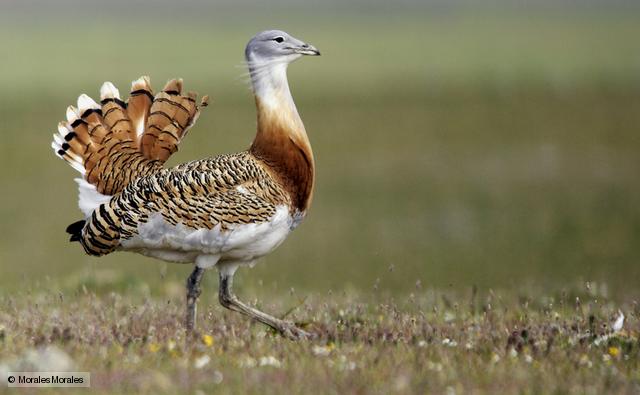 Pretty Great bustard