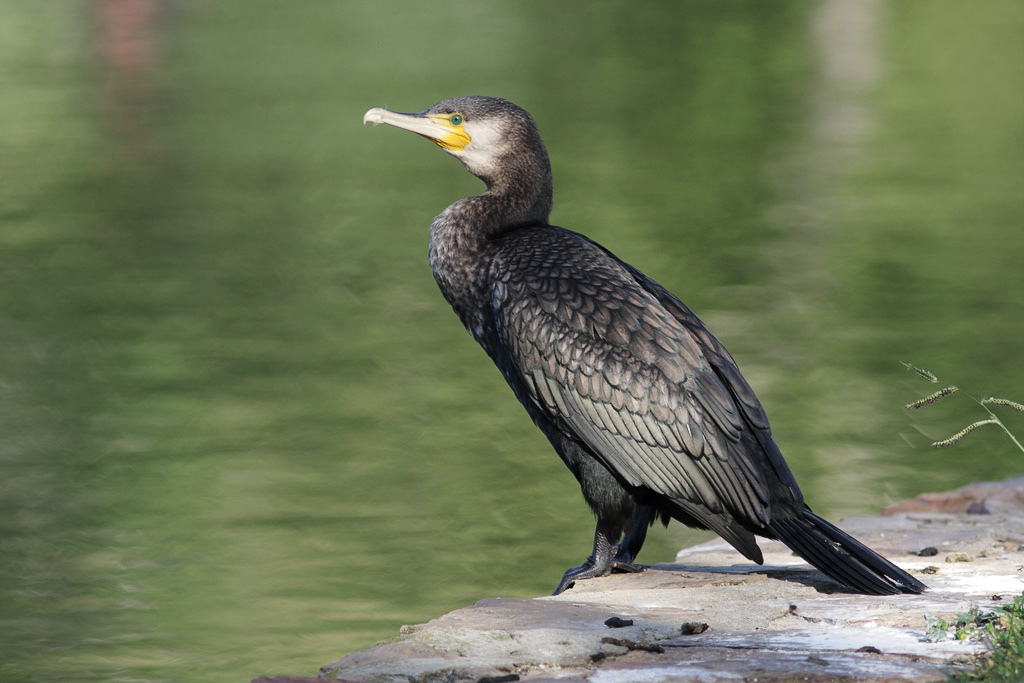 Great cormorant