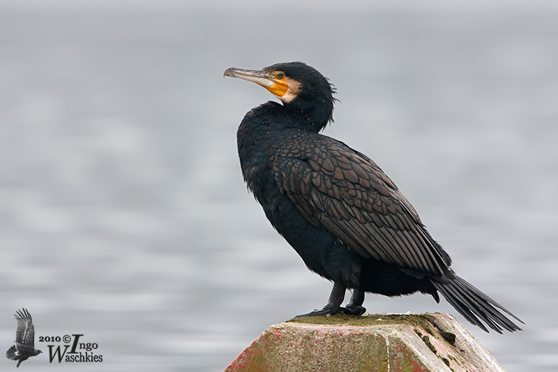 Pretty Great cormorant