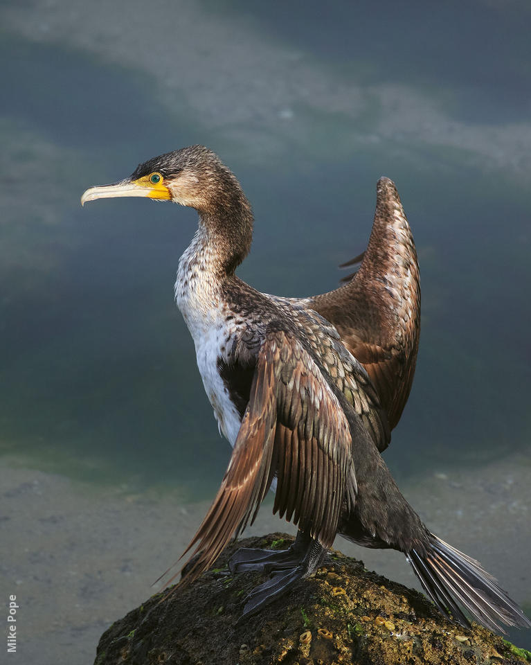Pretty Great cormorant
