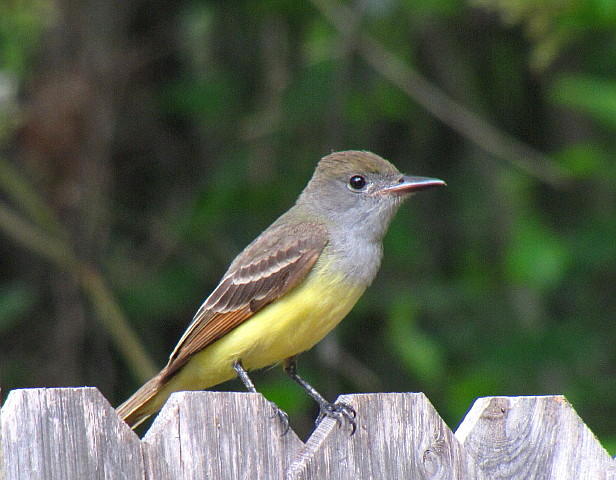 Great crested flycatcher