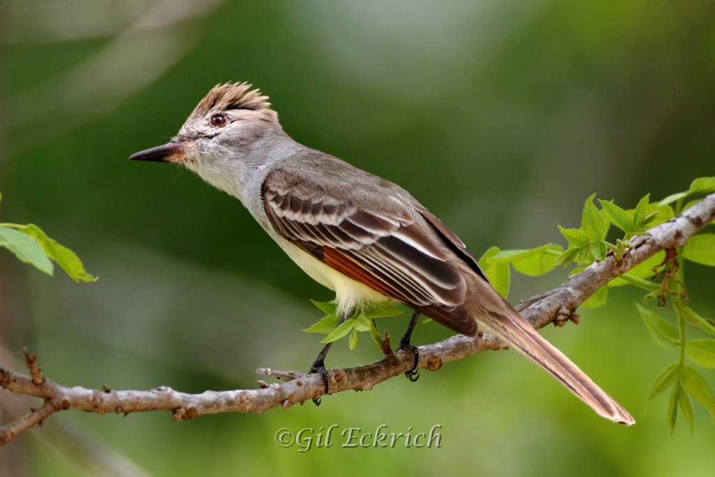 Pretty Great crested flycatcher