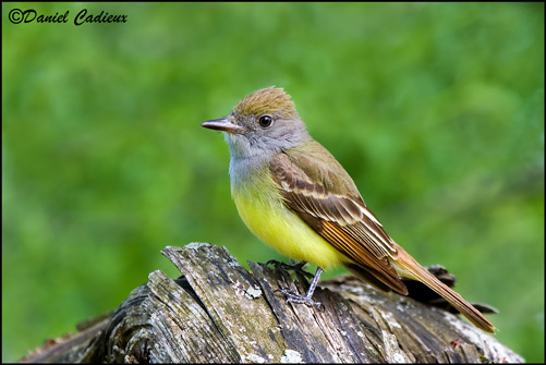 Pretty Great crested flycatcher