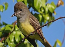 Pretty Great crested flycatcher