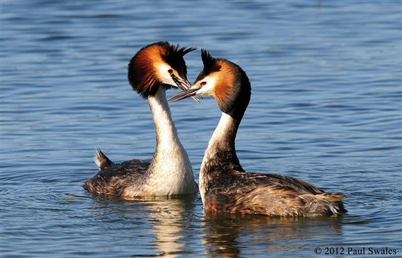 Great crested grebe