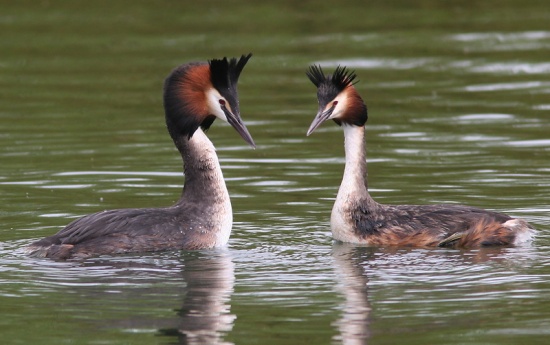 Pretty Great crested grebe