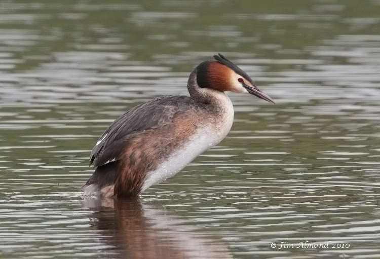 Pretty Great crested grebe