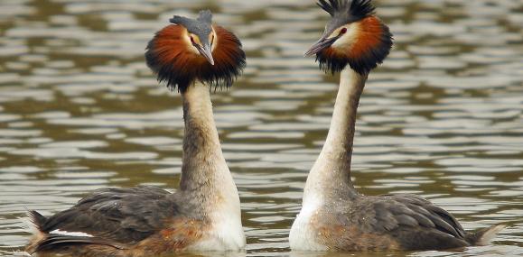 Pretty Great crested grebe