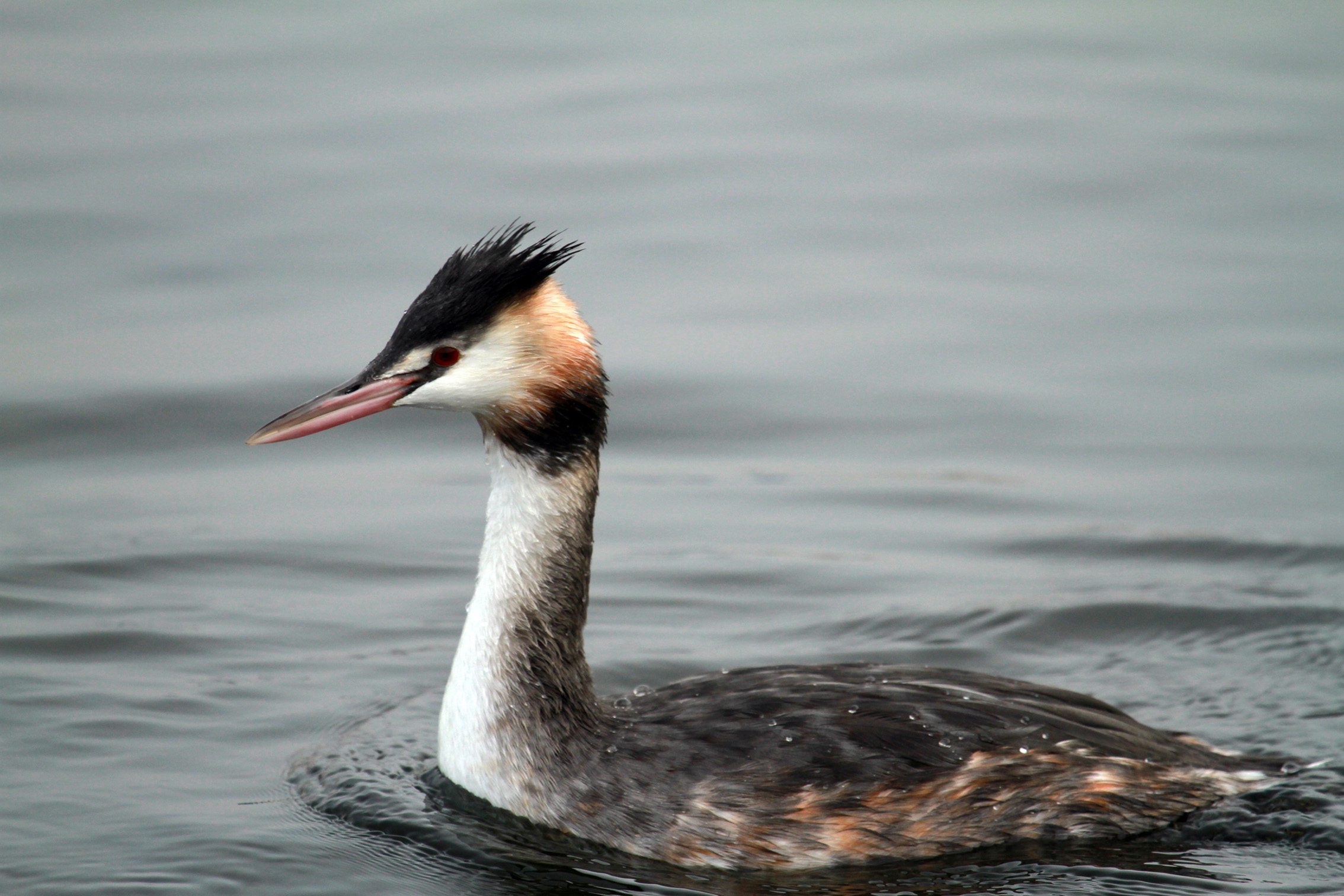 Pretty Great crested grebe