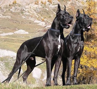 Nice Great Dane - Dog Breed