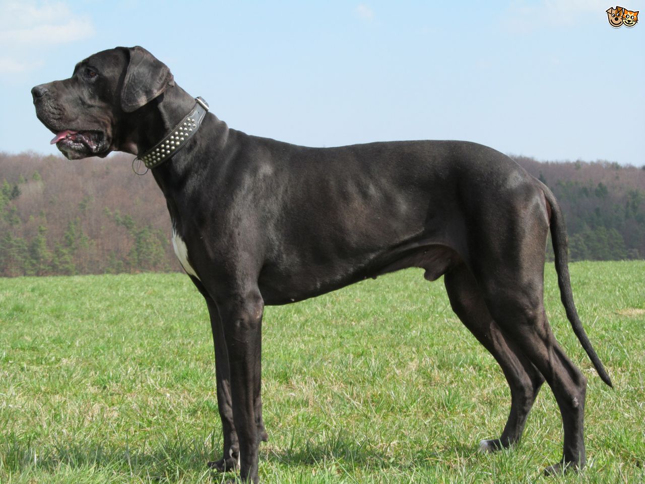 Cool Great Dane - Dog Breed