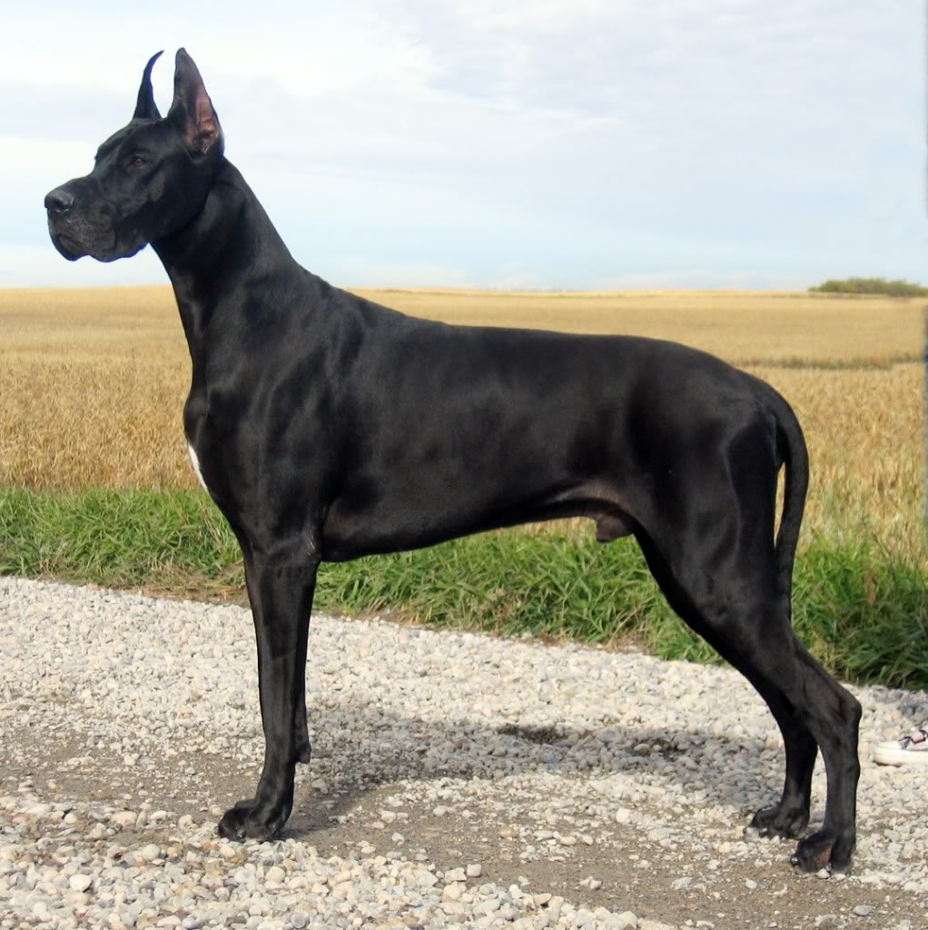 Cute Great Dane - Dog Breed