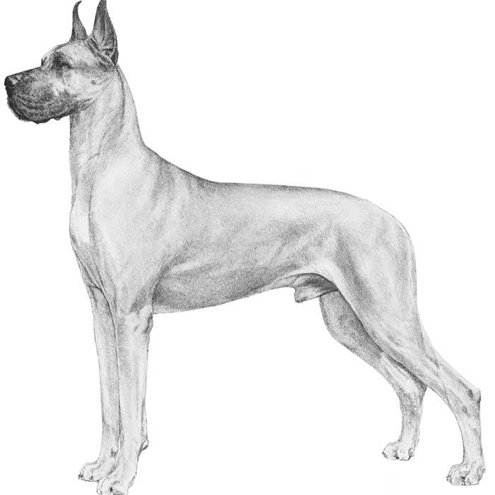 Photo Great Dane - Dog Breed