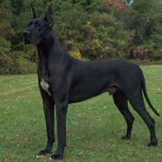 Great Dane - Dog Breed photo 