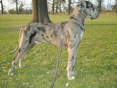 Great Dane - Dog Breed wallpaper