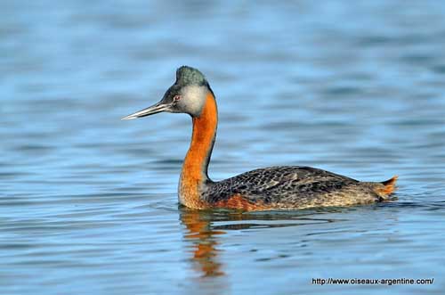 Great grebe