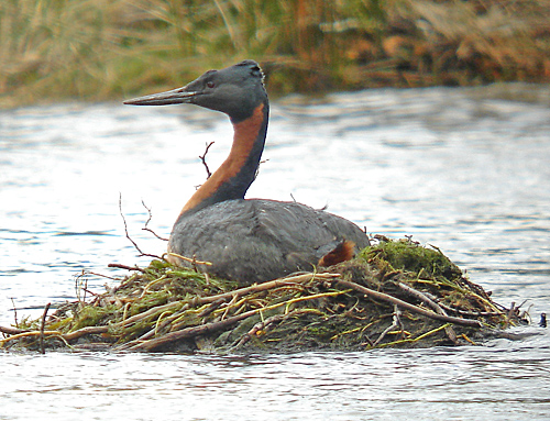 Pretty Great grebe