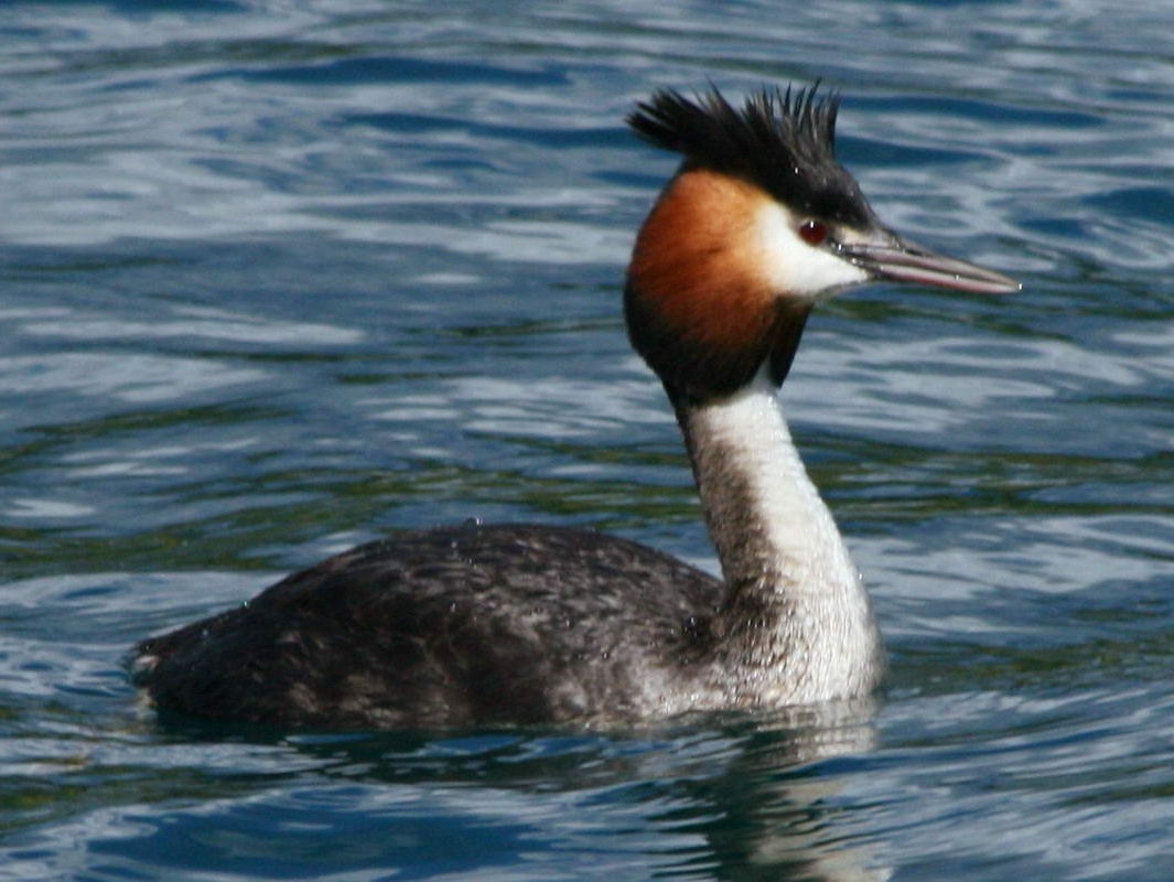 Pretty Great grebe