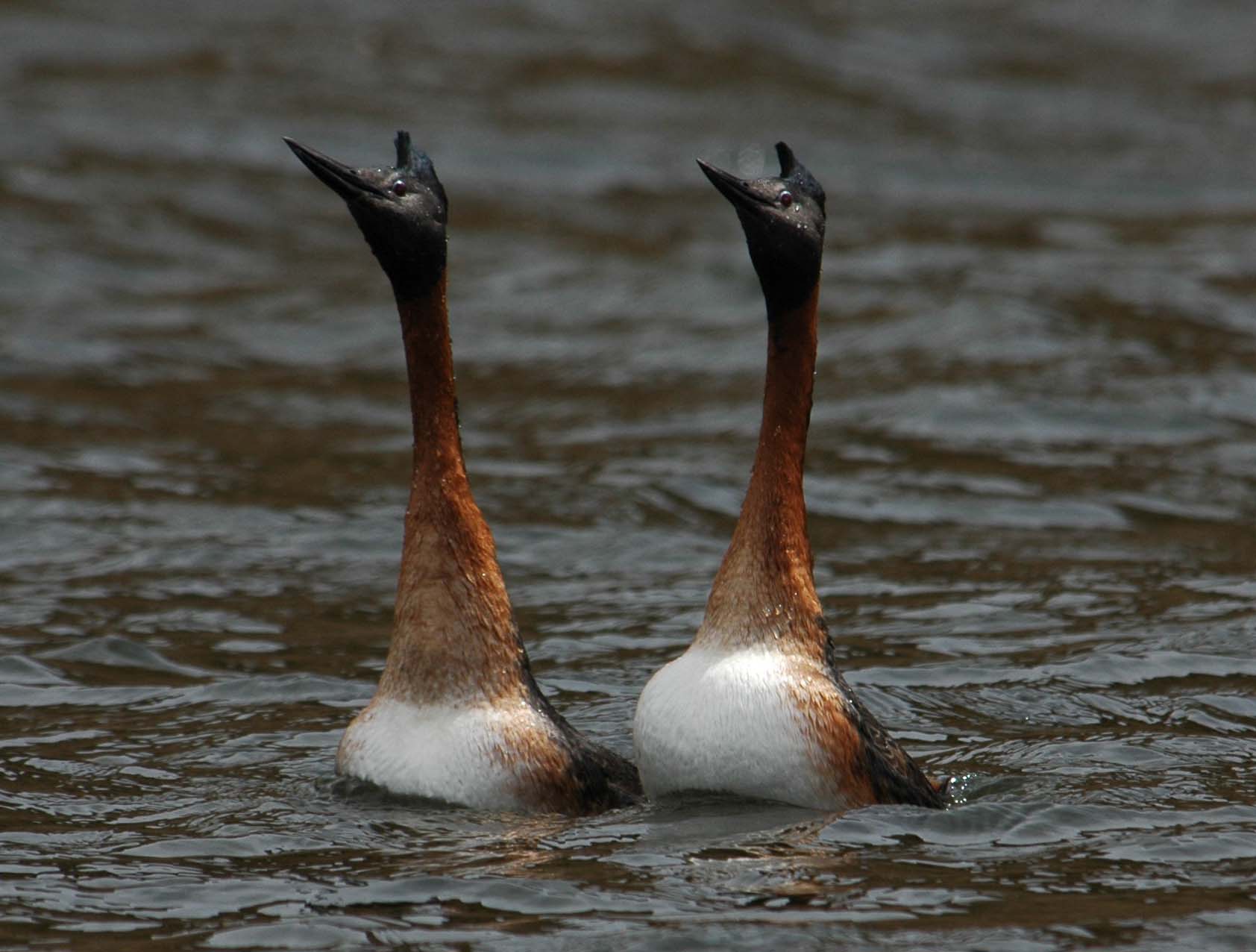 Pretty Great grebe