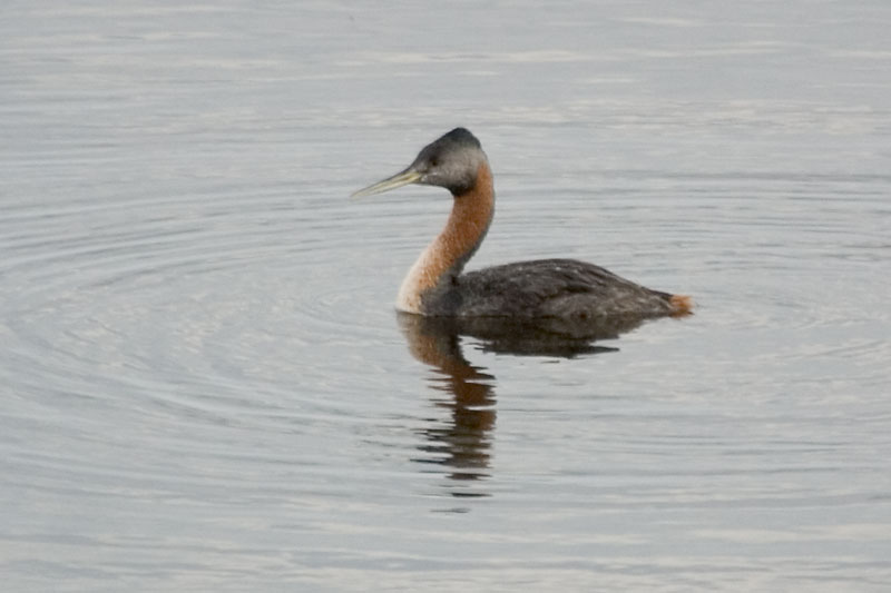 Pretty Great grebe