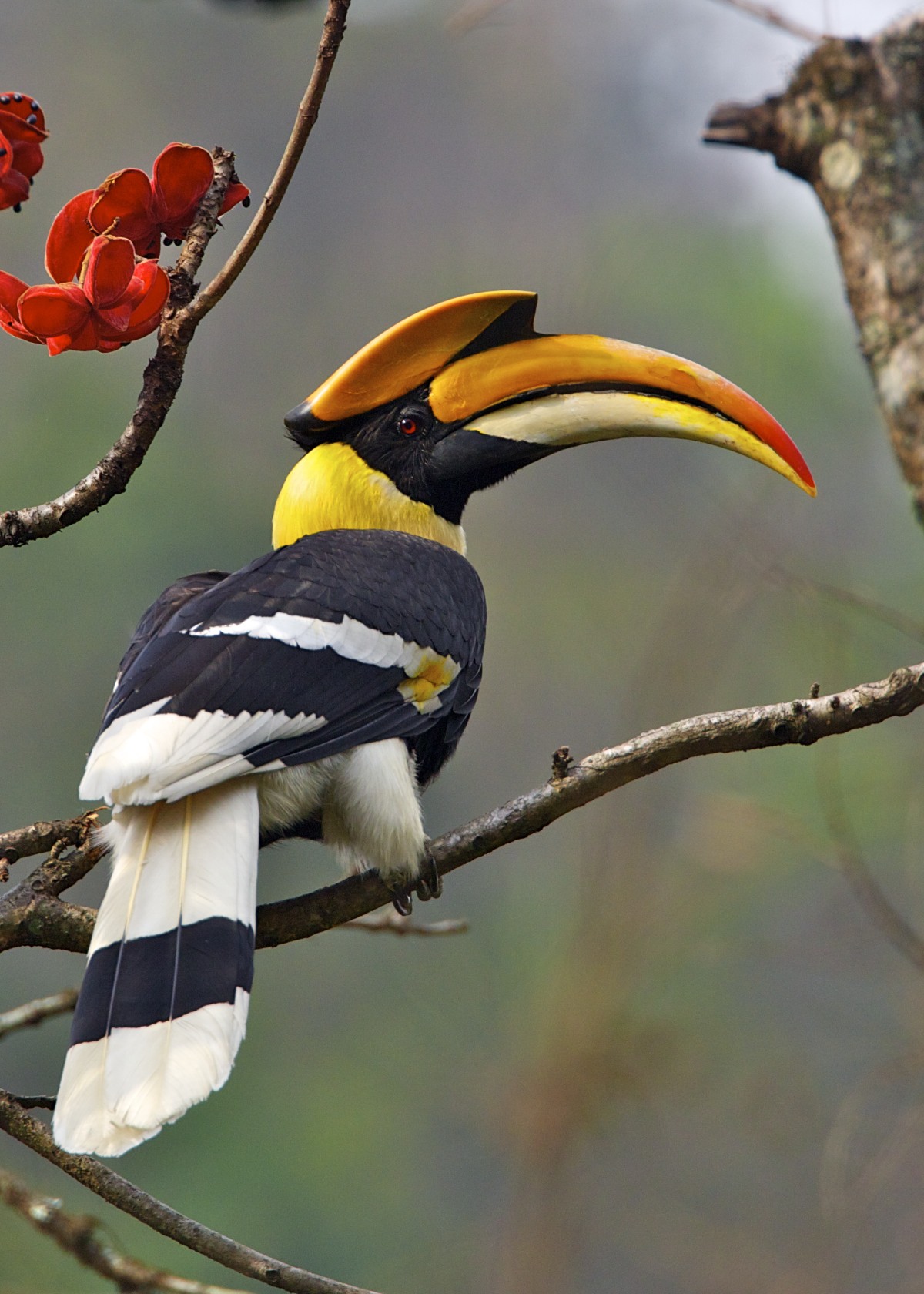 Great hornbill