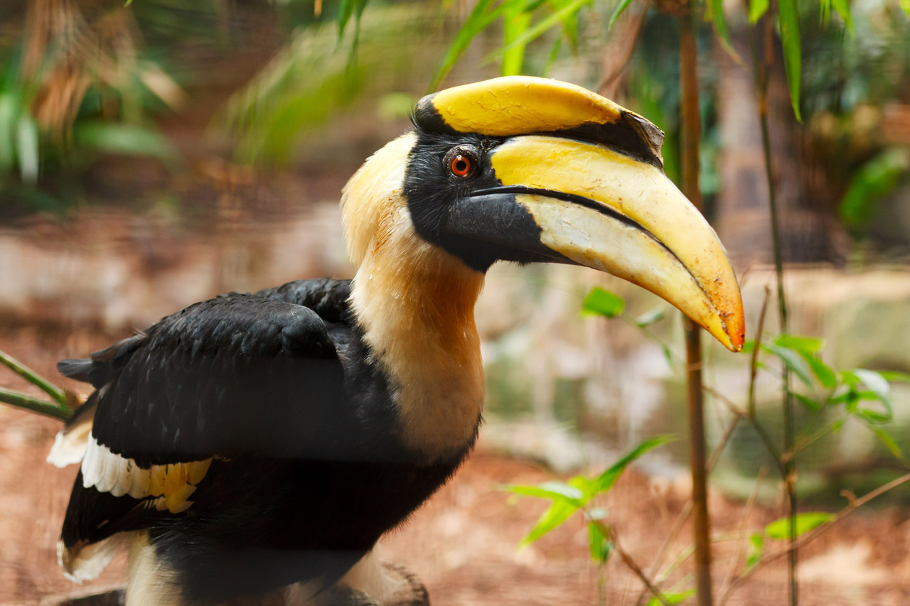 Pretty Great hornbill