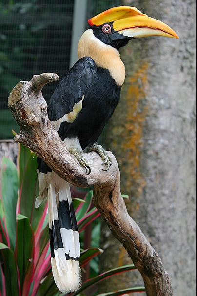 Pretty Great hornbill