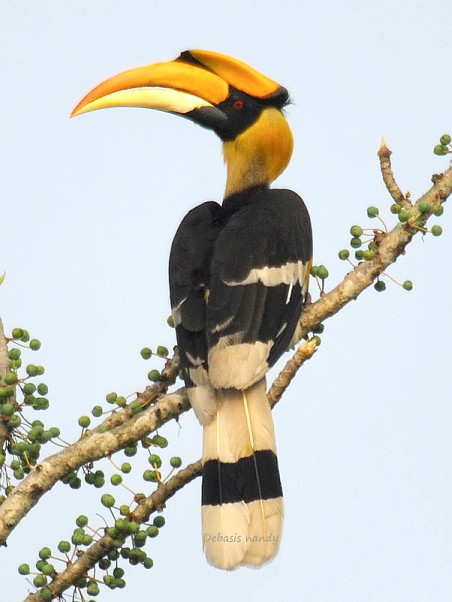 Pretty Great hornbill