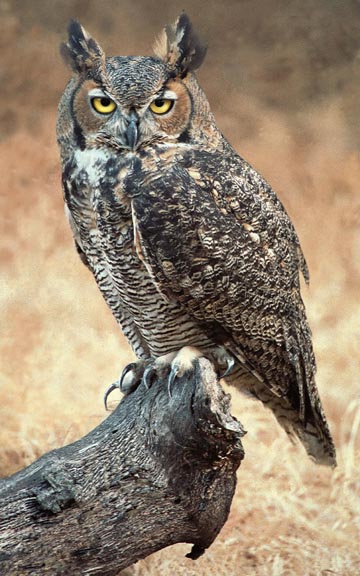 Great horned owl