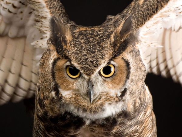 Pretty Great horned owl