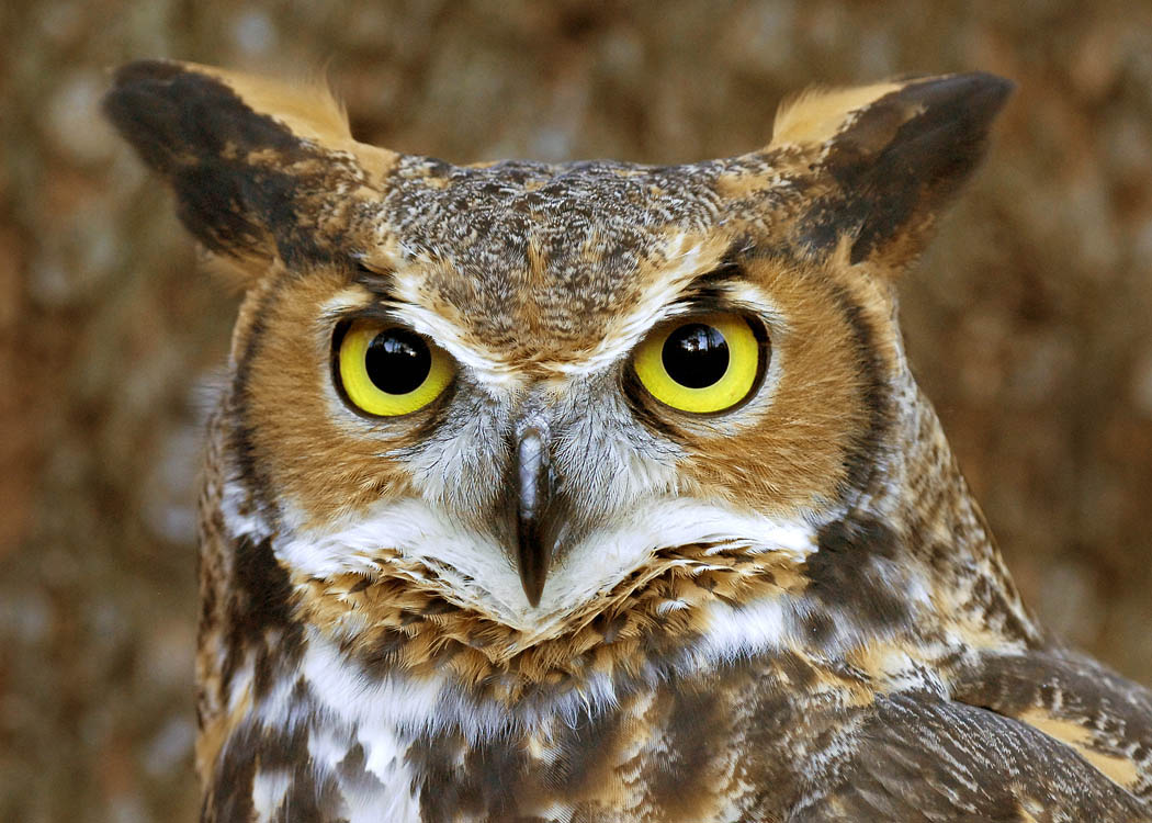 Pretty Great horned owl