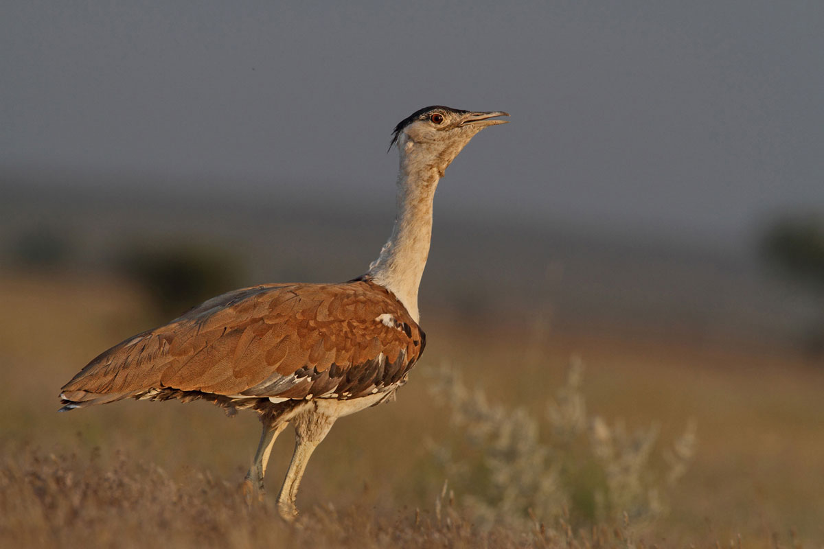 Great Indian bustard