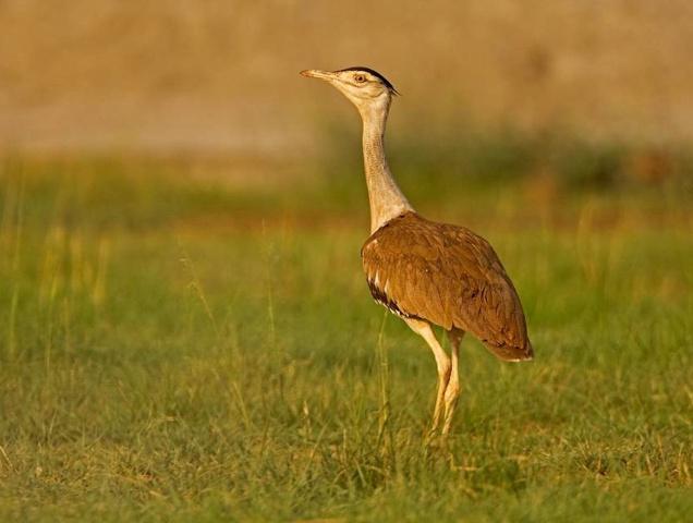 Pretty Great Indian bustard