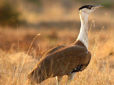 Pretty Great Indian bustard