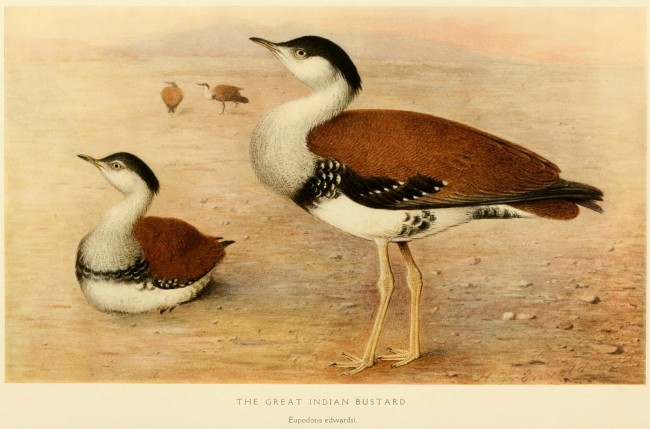 Pretty Great Indian bustard